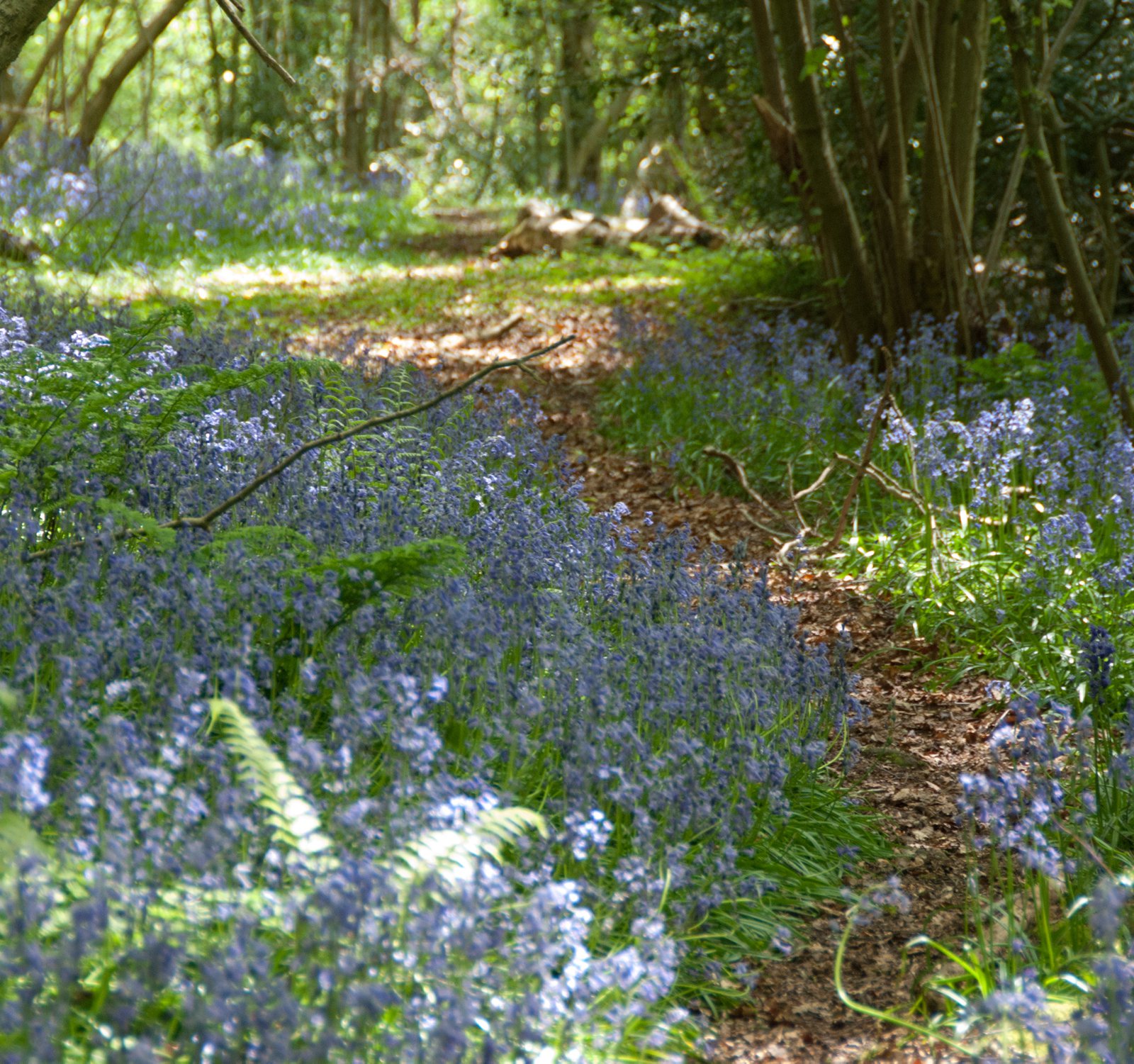 Woods out by Caer Llan